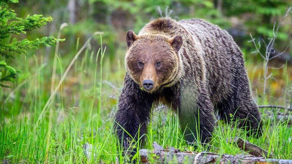 Hikers face up to $25,000 fine after off-leash dog barked at grizzly bear in Banff National Park