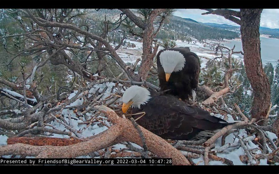 Jackie the Bald Eagle’s Health Improving After Rescue and Blood Transfusion